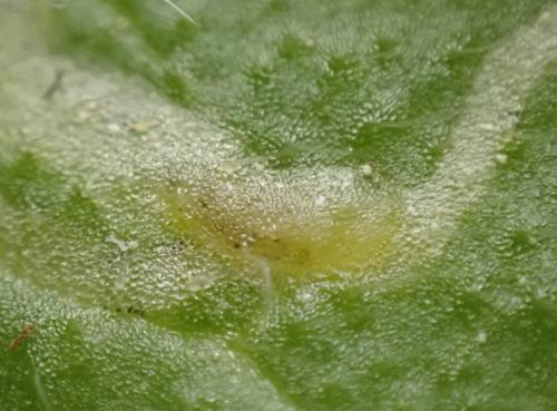 Chromatomyia sp.